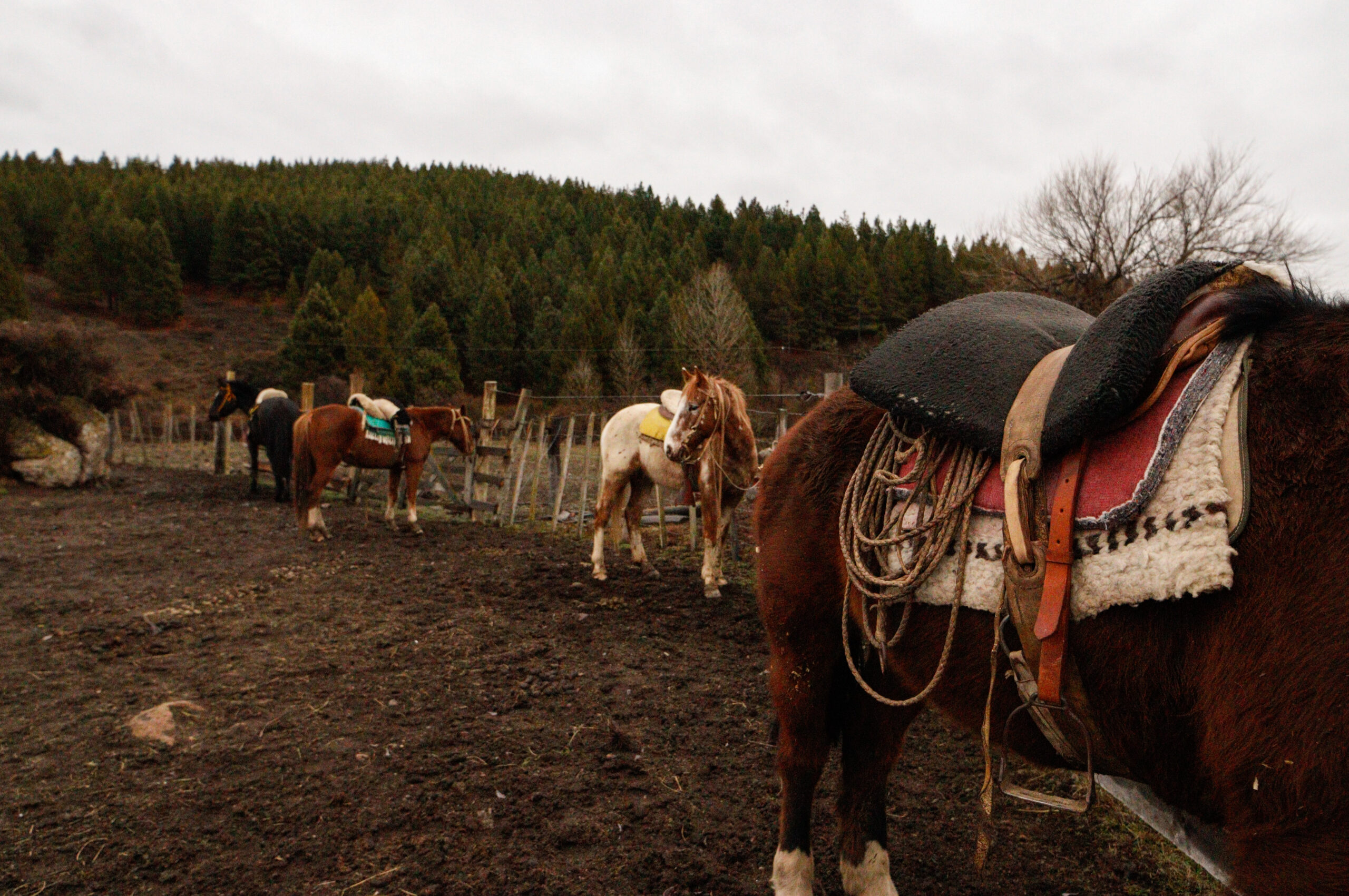 cabalgatas(2)