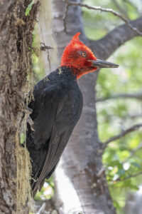 fauna carpintero gigante macho