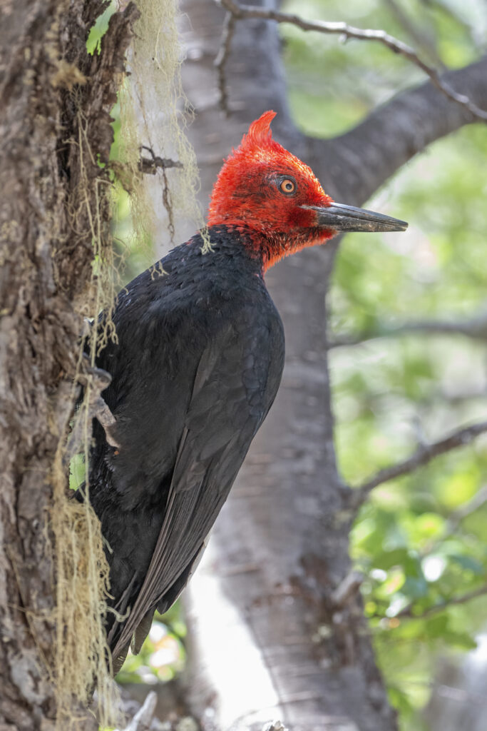 fauna carpintero gigante macho