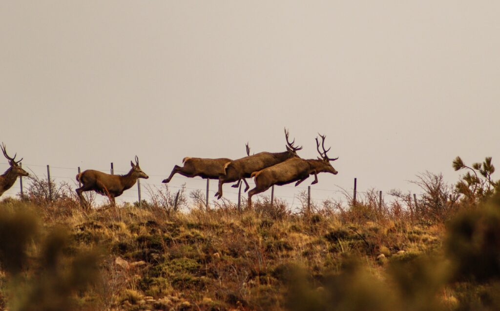 fauna ciervo colorado