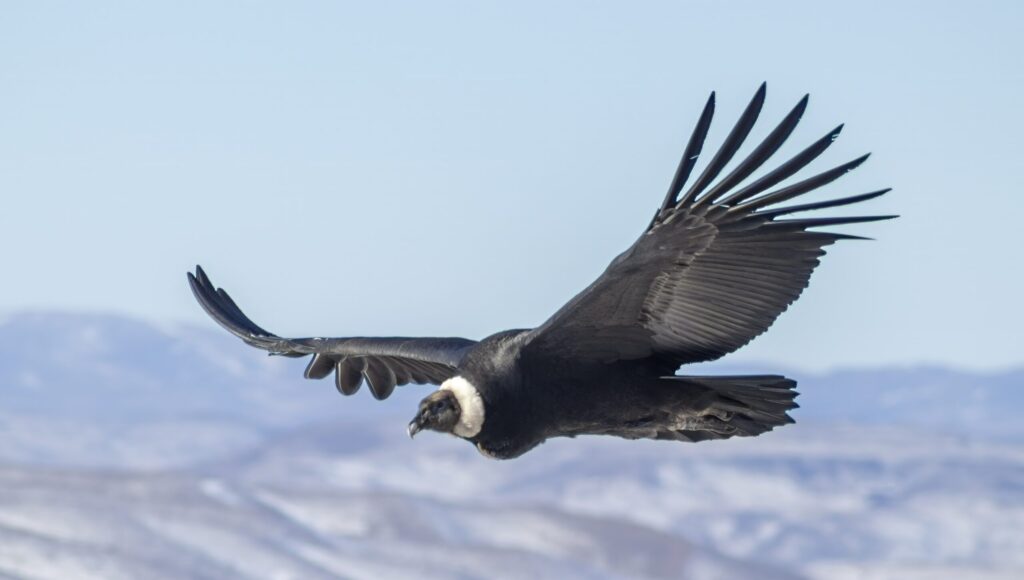 fauna condor