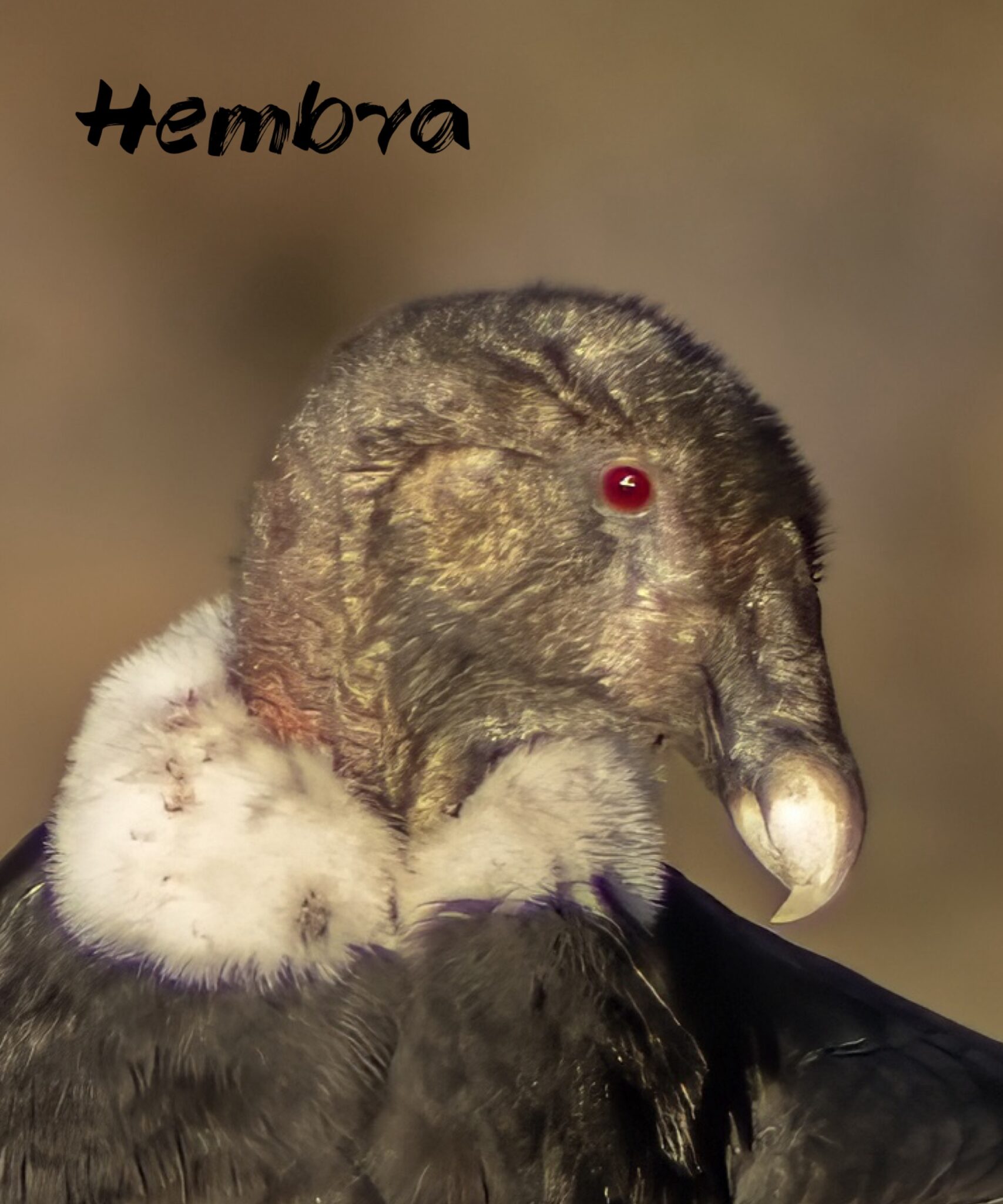 fauna condor hembra