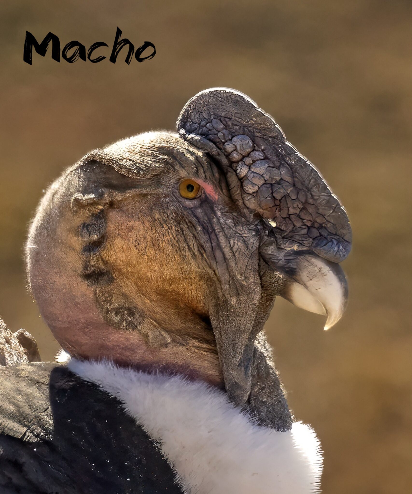 fauna condor macho