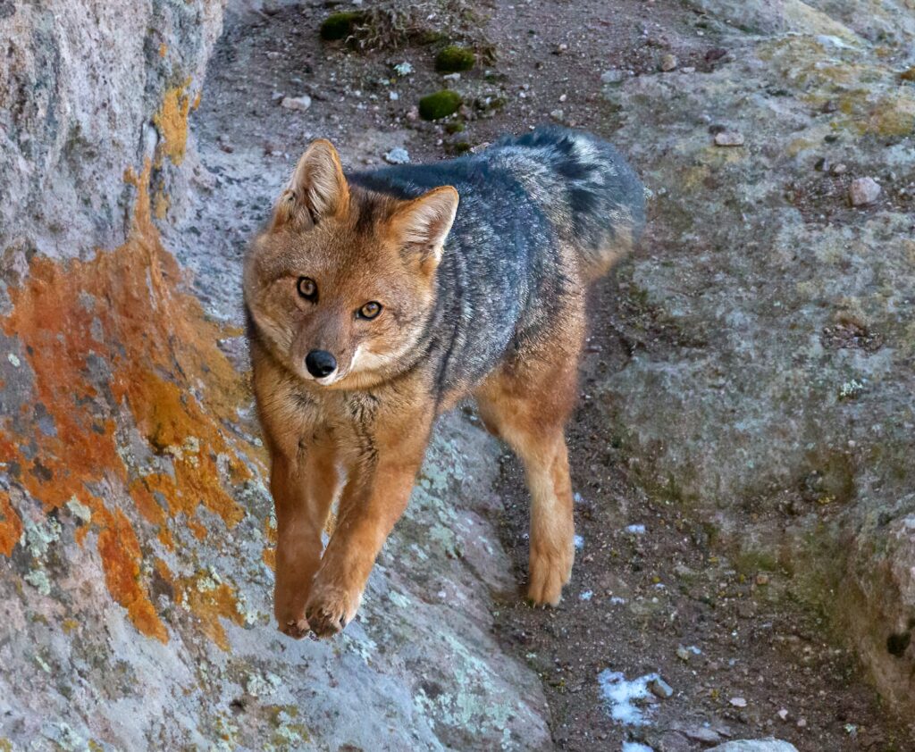 fauna zorro colorado